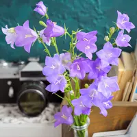 Колокольчики