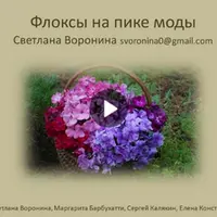 Флоксы на пике садовой моды