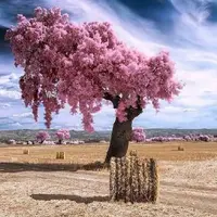 Карты чакр. Занятие 3. Чакры Шукры, Раху и Кету, женская Сурья чакра. Ректификация