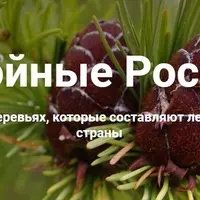 Хвойные России