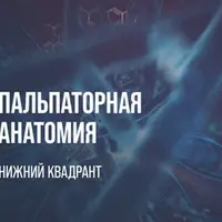 Пальпаторная анатомия: нижний квадрант