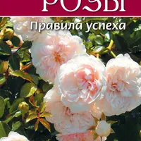 Розы. Правила успеха