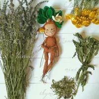 Мандрагора