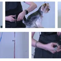 Йоркширский терьер: эволюция стрижек