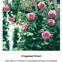 Садовые розы