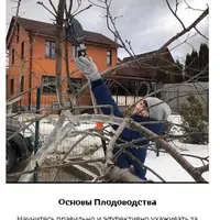 Основы плодоводства