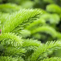 Пренолы. Природные биорегуляторы