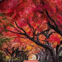 Карты чакр. Занятие 4. Чакры Чандра Каланал, Сапта Шлакха. Ректификация через Даши