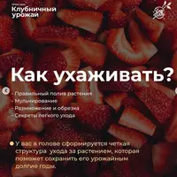 Клубника лёгкого ухода