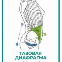 Тазовая диафрагма