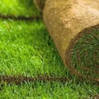 Кустарники, газон и выращивание роз