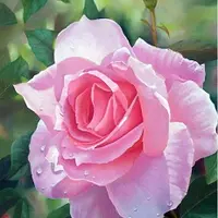 Глобальный курс: Лицо. Осанка. Таз