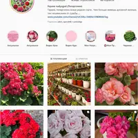 Инструкция по выставочному цветению пеларгоний