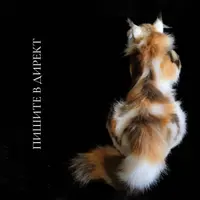 Гиперподвижная кошка