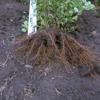 Питомник. Взгляд изнутри