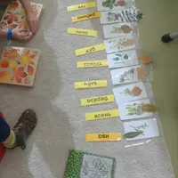 Растения и дети. Монтессори класс