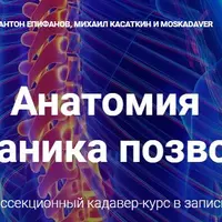 Анатомия и биомеханика позвоночника