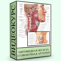 Щитовидная железа. Позвоночная артерия