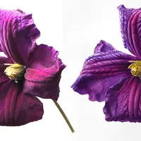 Цветок клематиса