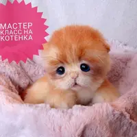 Мастер-класс "Котёнок"