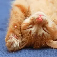 Пушистые котики