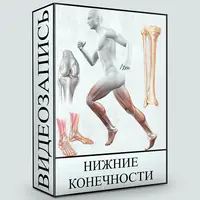 Нижние конечности