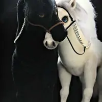 Мастер-класс Инь-Янь: белый конь и черная лошадка