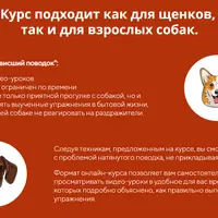 Провисший поводок