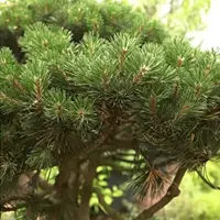 Питание растений, болезни и уход