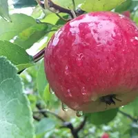 Плодовый сад