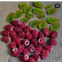 Ягодный марафон