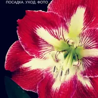 Амариллисы, Каллы, Лилейники: лучшие сорта