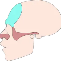 Череп человека