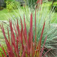 Декоративные травы и их применение