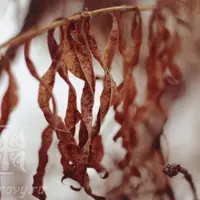 Древние биогенные продукты для вашего тонуса