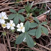 Фитотерапия заболеваний щитовидной железы