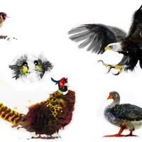 Марафон по анималистике акварелью: Птицы