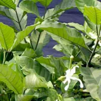 Сананга. Энергетические практики