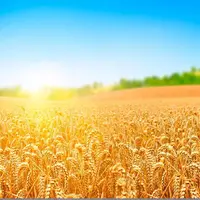 Sigh Powerful Golden Pack Plus + 11x