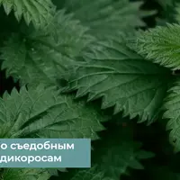 Съедобные весенние дикоросы