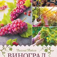 Виноград: сорта, выращивание, защита от болезней; Деликатная обрезка: почти без секатора