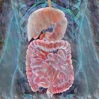 Железный пищевод: помощь при воспалении желудочно-кишечного тракта