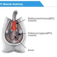 Автоматическая тренировка для ПК и BC мышц