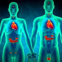 Эндокринная система Powerful Plus + 11x