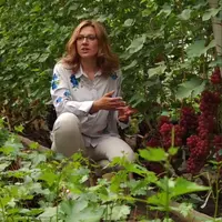 Десертный виноград