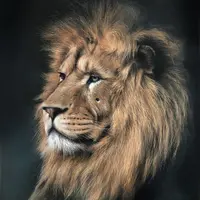 Король Лев: Мастер-класс сухой пастелью