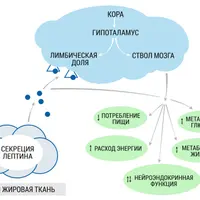 Лептинорезистентность