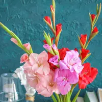 Гладиолусы