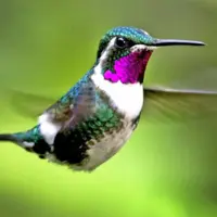 Хамур-Колибри