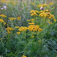 Фитотерапия выделительной системы